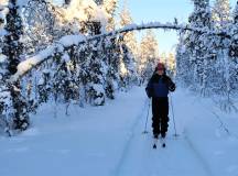 Dogsledding