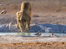 Namibia & Botswana: Dunes & Delta