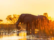 Botswana & Namibia: Delta & Dunes