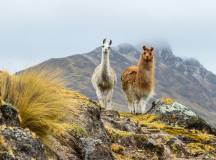 Essential Peru