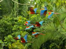 Premium Amazon Rainforest Extension (from Cuzco)