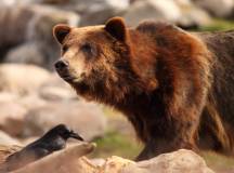 Yellowstone Wildlife Trails – Hotels