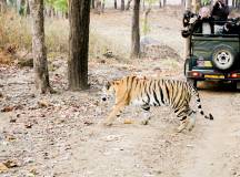 India Tiger Safari