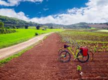 Vineyards of La Rioja Cycling