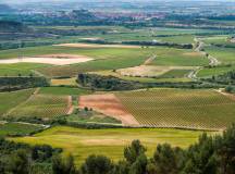 Vineyards of La Rioja Cycling