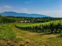 Venetian Villas and Vineyards Cycling