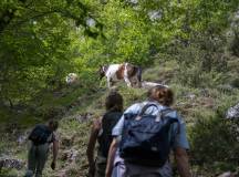 Italian Apennines: Walks & Wildlife