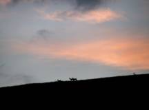 Italian Apennines: Walks & Wildlife