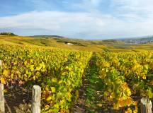 Champagne Vineyards