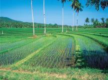 Indonesia