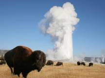 Yellowstone Wildlife Trails – Camping