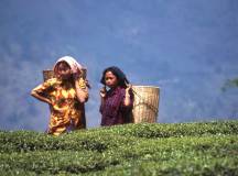 Darjeeling, Sikkim & the Singalila Ridge