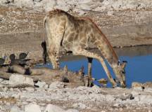 Namibian Family Adventurer