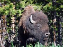 Yellowstone Wildlife Trails – Camping