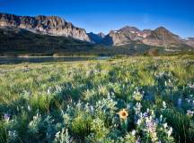 Yellowstone Walks & Wildlife