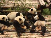 Giant pandas