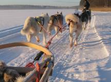 Dogsledding