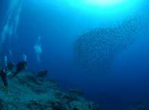 Snorkelling