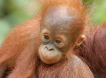 Trekking Borneo & Beyond