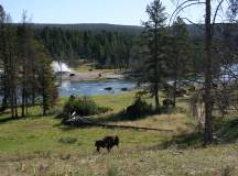 Yellowstone Walks & Wolves – Camping Edition