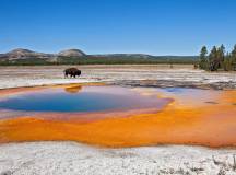 Yellowstone Walks & Wildlife