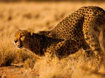 Discover Namibia – Lodges