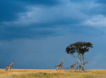 Four Masai giraffes, Masai Mara NR, Kenya