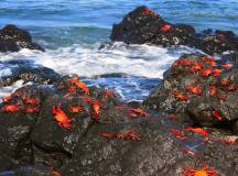 Galapagos Wildlife Cruise (Archipel I)