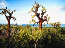 Galapagos Islands: Cachalote Explorer (Itin A)