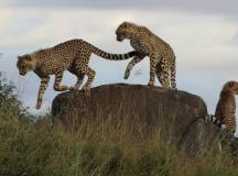 Cheetas in Greater Kruger Area