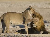 Botswana & Namibia: Delta & Dunes