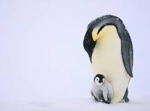 Emperor Penguins