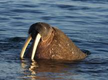 Spitsbergen Circumnavigation: A Rite of Passage