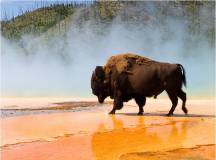 Yellowstone Walks & Wolves – Camping Edition