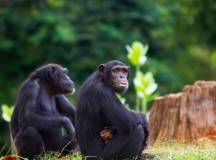 Chimps & Gorillas of Uganda