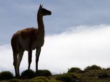 Patagonian Highlights