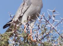 Namibian Family Adventurer