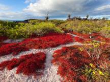 Galapagos: In Darwin’s Footsteps