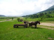 Carpathian Walking & Bears