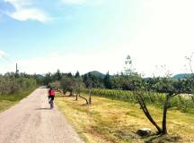 Tuscany: Cycle Siena & Chianti