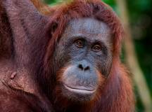 Orang-utans in Sepilok Orangutan Sanctuary, Borneo, Malaysia