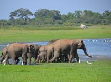 Sri Lanka: Wonders & Wildlife – Premium Adventure