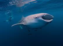 Whale shark