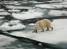 Spitsbergen Photography: In Search of Polar Bears