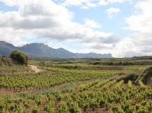 Rioja vineyards