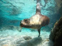 a swimming sea lion