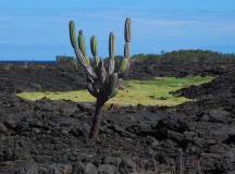 Galapagos: In Darwin’s Footsteps