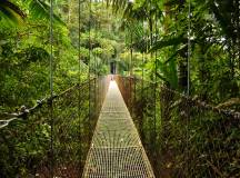 hanging bridge in jungle