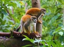 Peru Amazon Yellow Squirrel Monkeys