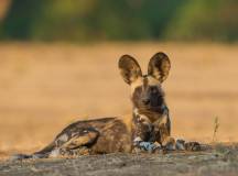 Wild dog pup in Zimbabwe